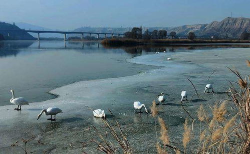 投資額2398.75萬(wàn)元蘭州市西固區(qū)達(dá)川三河口天鵝灘文化旅游項(xiàng)目